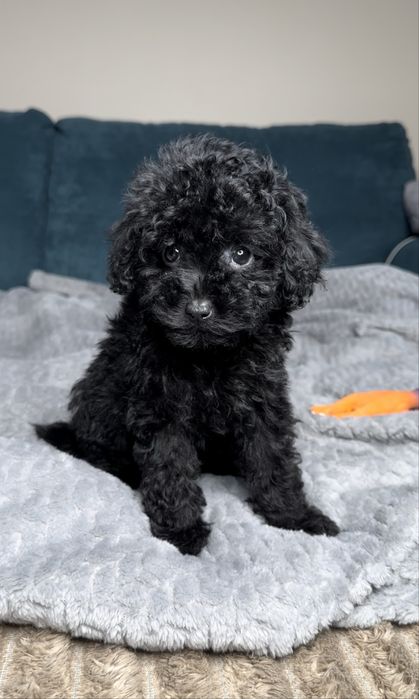 Той пудель мини девочка в черном окрасе КИЕВ