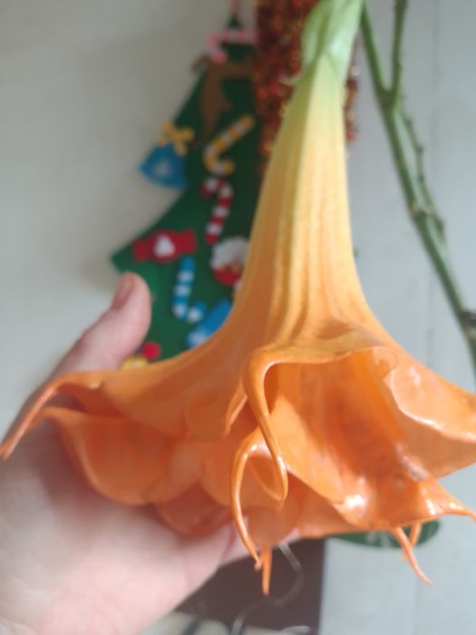 Бругмансия махровая