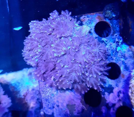 Koralowiec_ xenia pulsująca _morskie