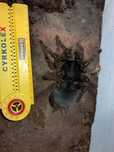Theraphosa blondi samica L10