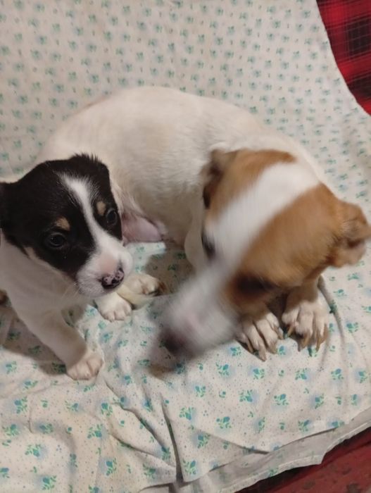 Цуцики Джек Рассел Тер'єр