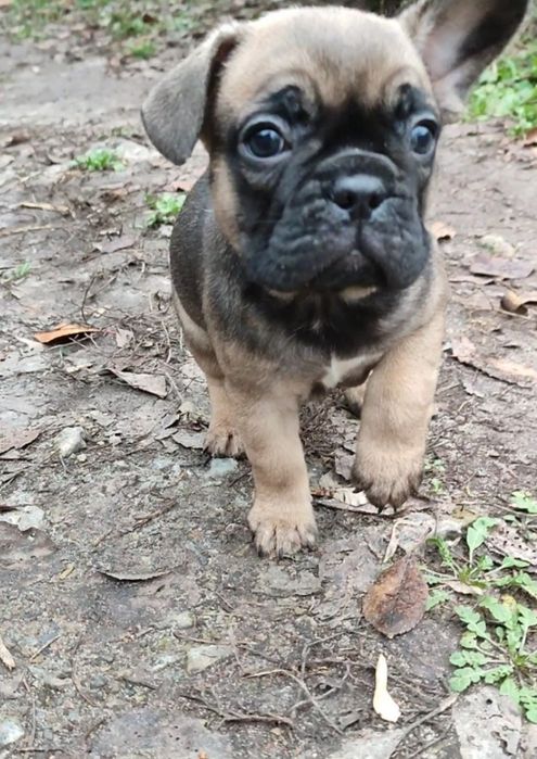 Девочки французского бульдога