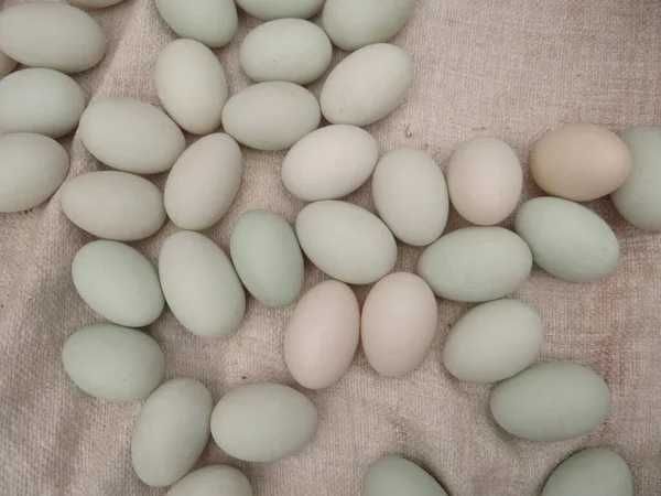 Продам качині інкубаційні яйця породи Блакитний фаворит