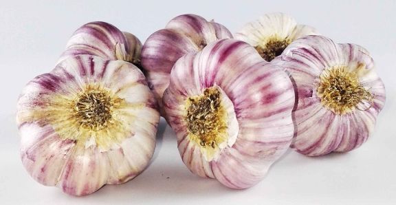 Czosnek Zimowy Harnaś POLSKI Świeży Rozmiar ~5,5cm 10 szt Ozimy