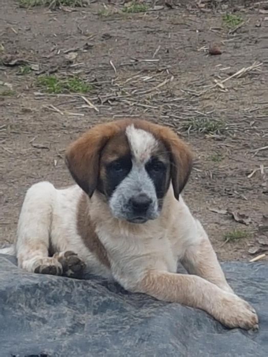 Szczeniaczki w stylu Bernardynów szukają domu!