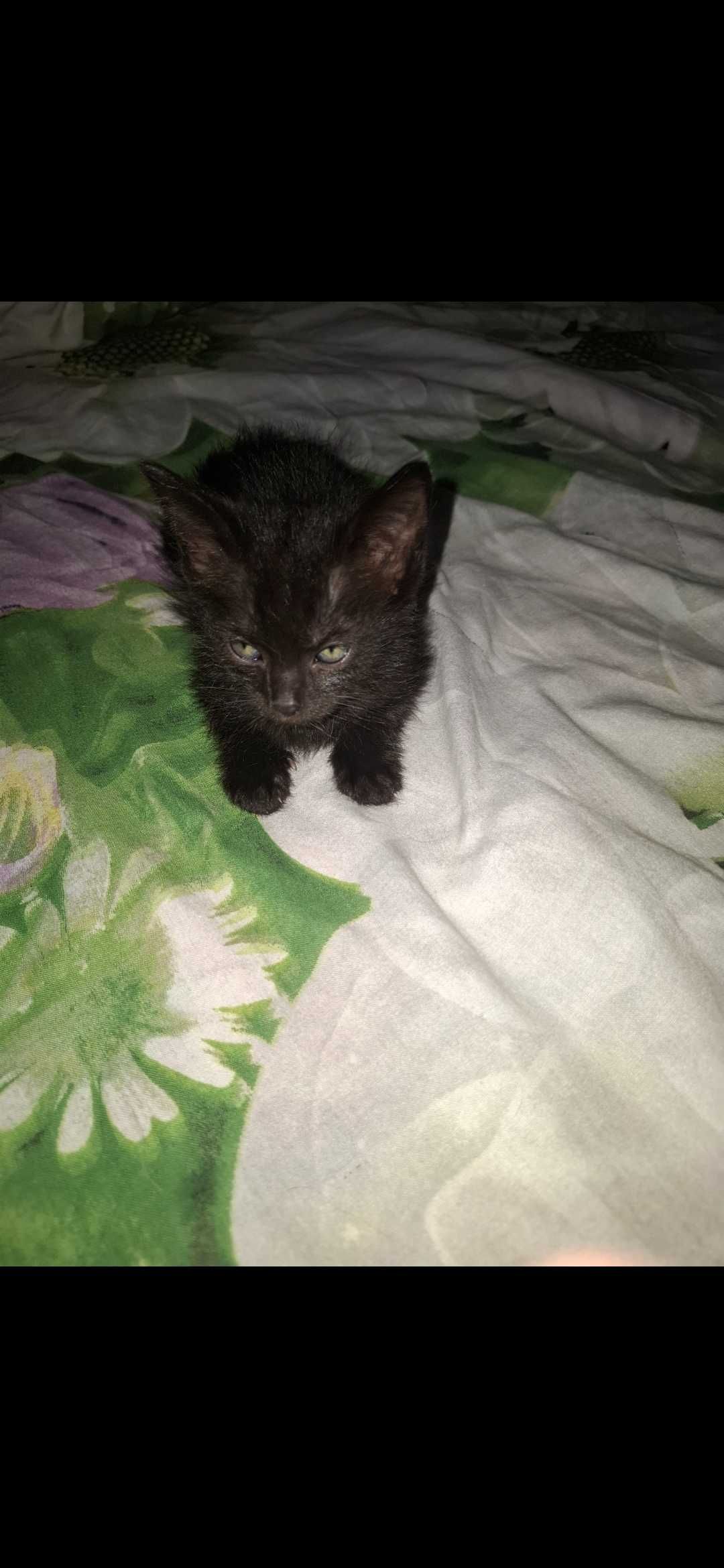 кошенята безкоштовно