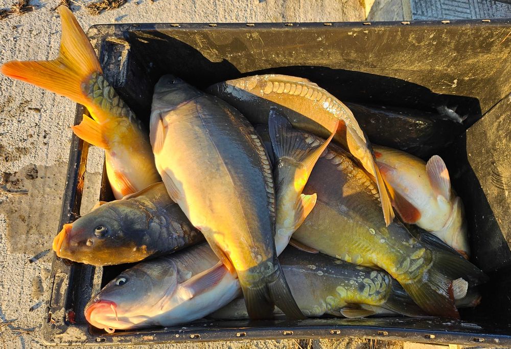 Karp handlowy Dolny Śląsk