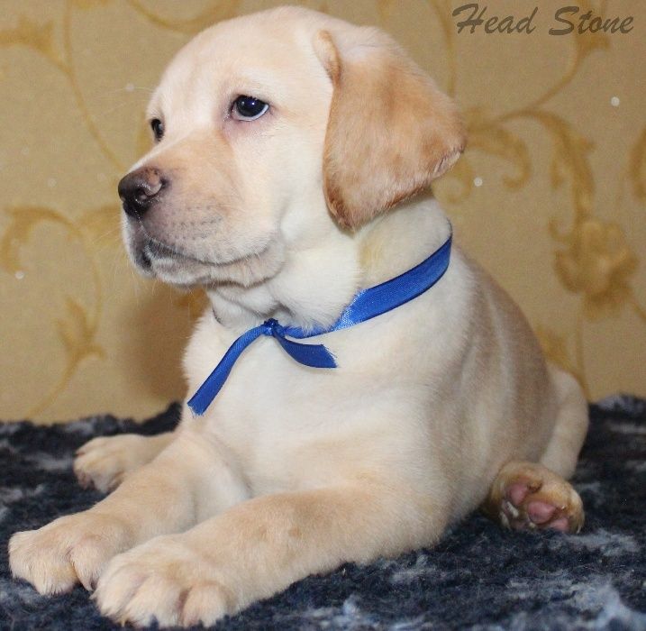 Качество , здоровье, любовь. Щенки Лабрадора ретривера.