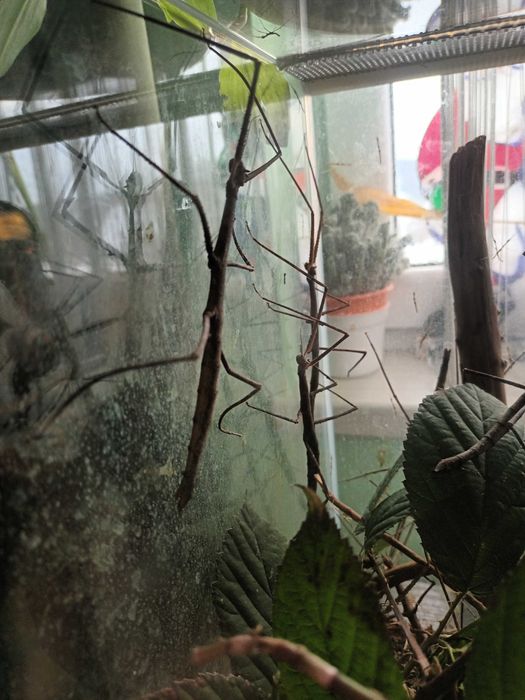 Młode patyczaki annamskie