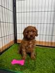 Cavapoo  śliczna ciemna sunia Zapraszam!!