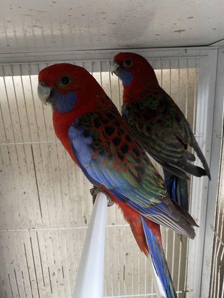 Casal reprodutor roselas penantes