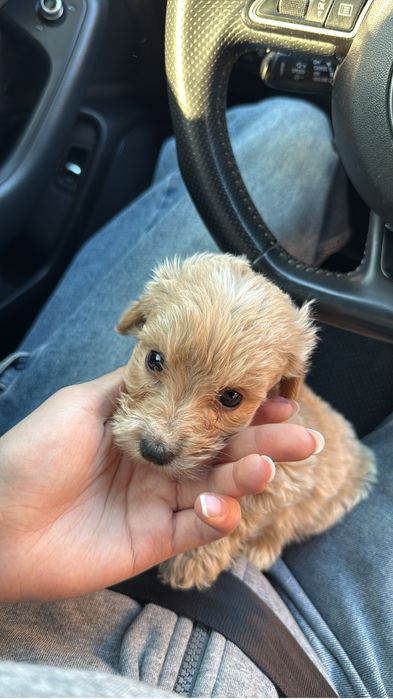Maltipoo Apricot Piesek