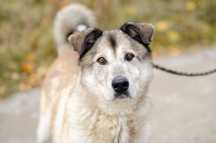 Duży pies w typie husky szuka domu