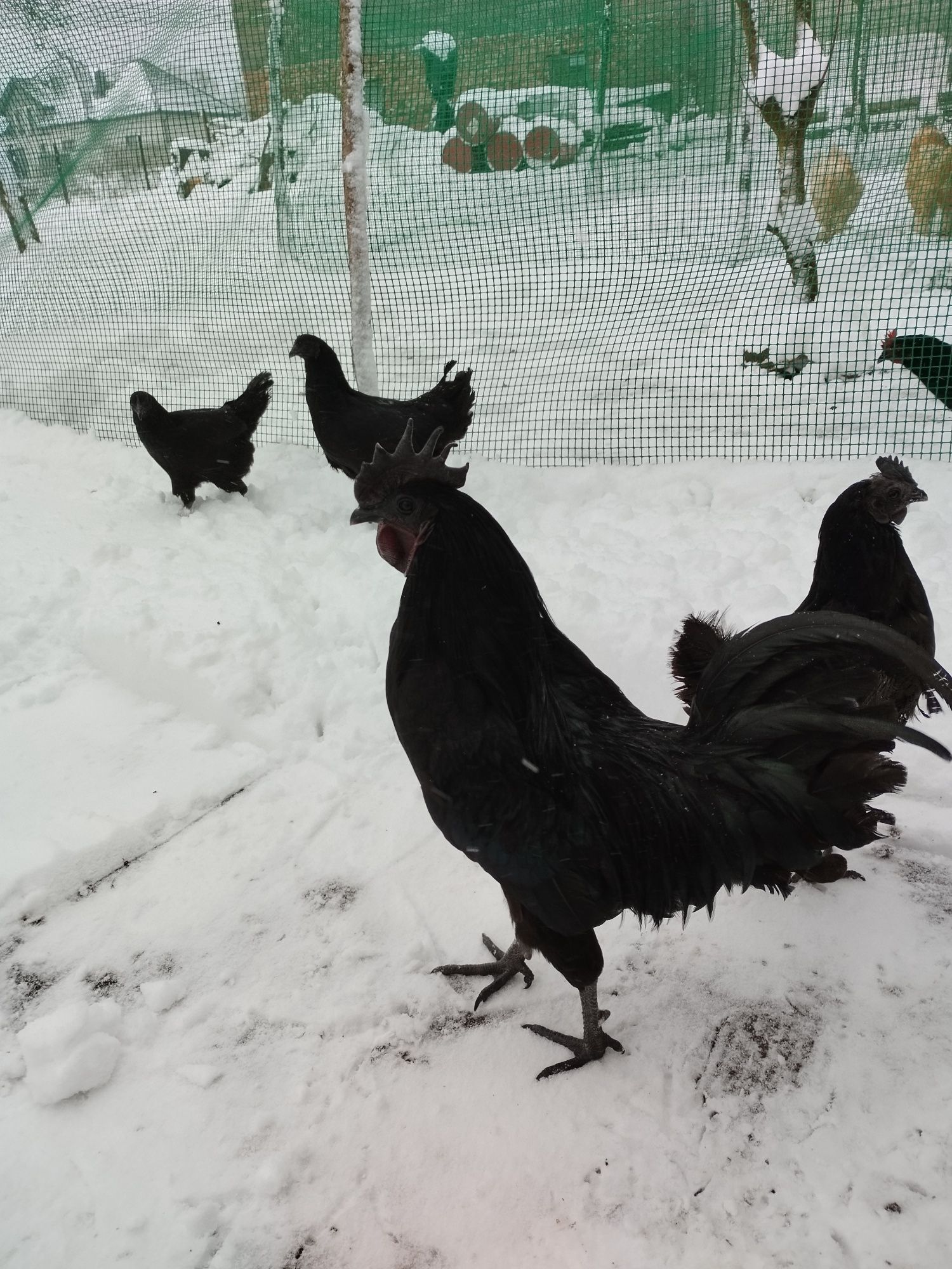 Ayam cemani jajka lęgowe