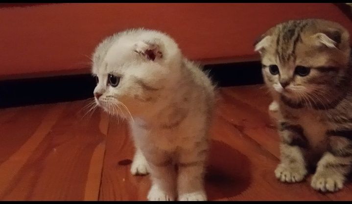 Скотіш фолди хлопчики.