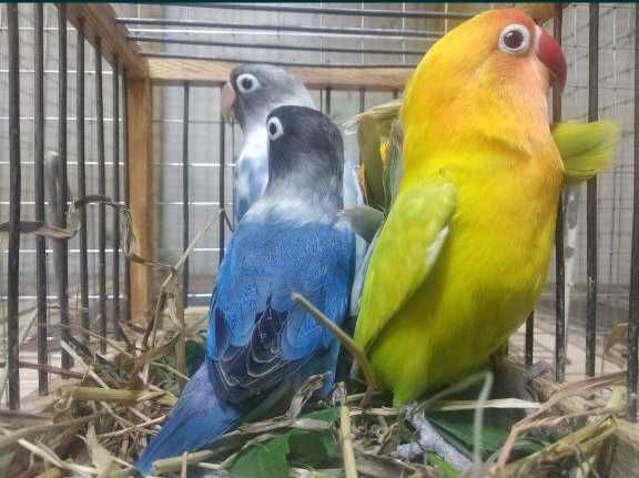 Волнистые попугаи неразлучники птенцы
