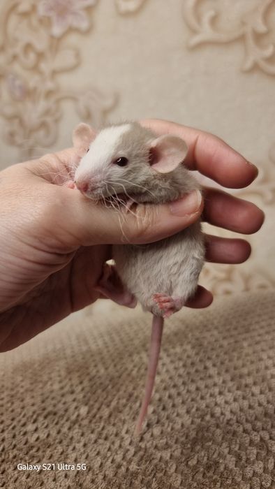 Крыса рекс хаски дамбо