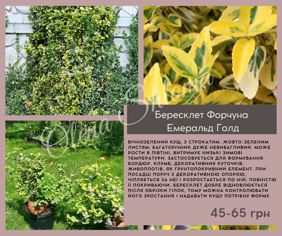 Бересклет Форчуна Емеральд Голд («Emerald’n Gold»)