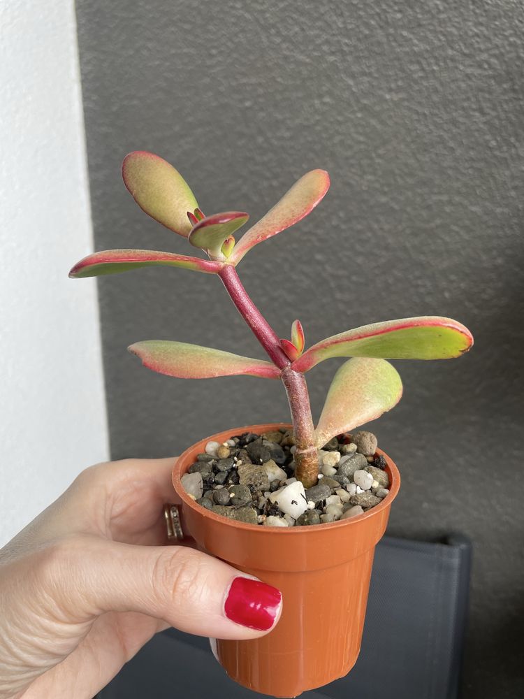 Grubosz Crassula Sunset sukulent drzewko szczęścia