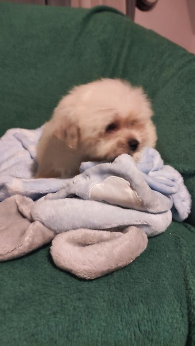 Maltipoo suczka Warszawa pudel maltańczyk