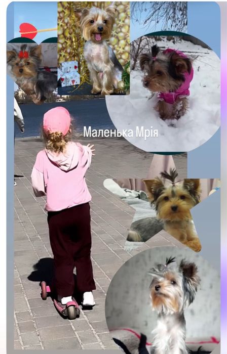 Цуценя йорка йоркшерський терєр