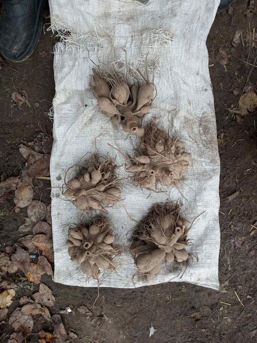 Жоржини  георгины многолетние