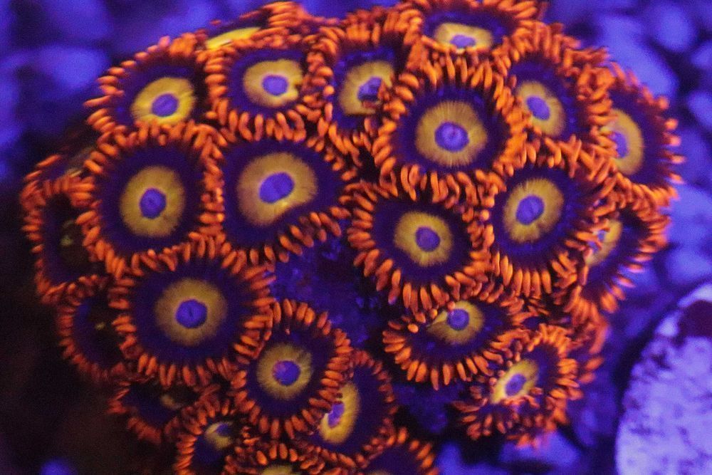 Zoanthus Blond Blue Eyed Bitch 7 polipów  FLUOLAMPS.PL WYSYŁKI