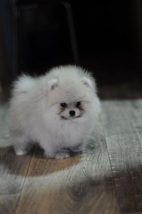 Супер детки, 100% мишки, мини размер