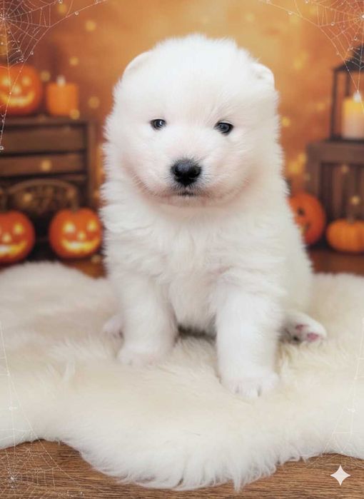 Samiec, samoyed, szczeniak, odbiór koniec listopada, Sesto Senso FCI