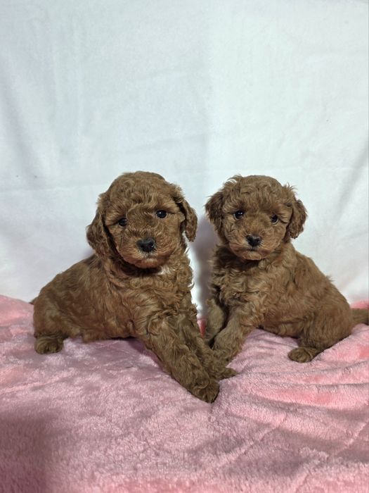 suczka pudel mini /toy