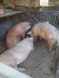 Продам свиней живим весом 150+