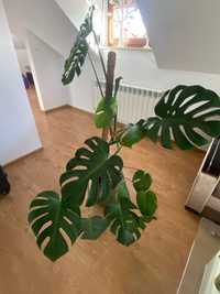 Monstera roślina