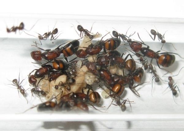 Camponotus nicobarensis никобаренсис муравьи и формикарий в модуле
