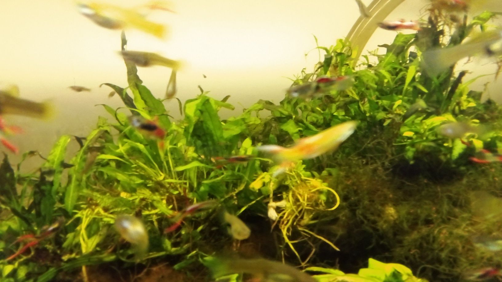 Endlers guppy adultos