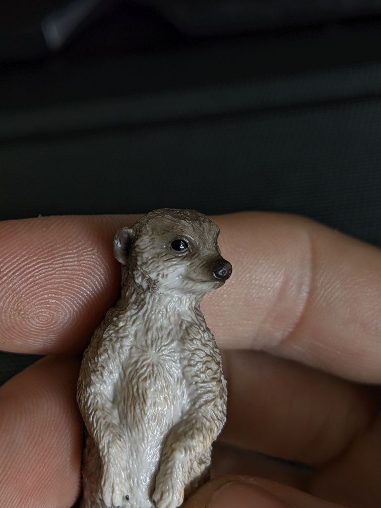сурікат collecta