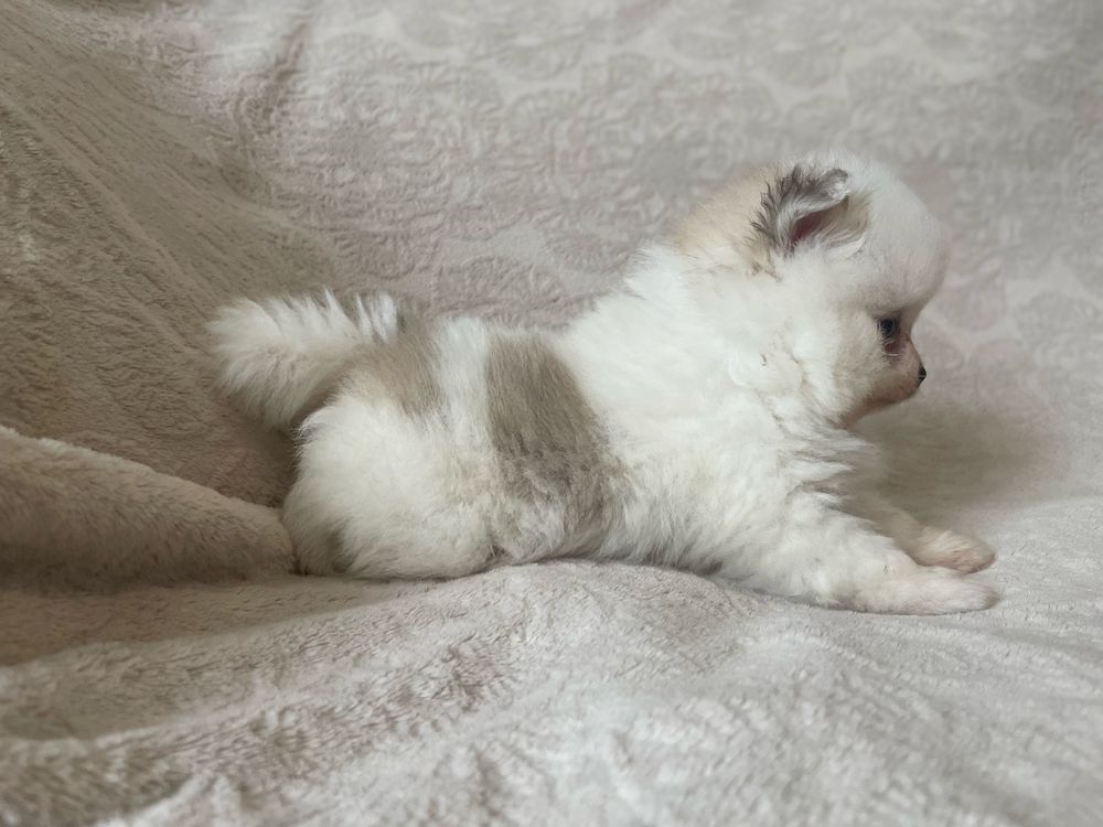 Pomeranian szczeniaki suczki mini