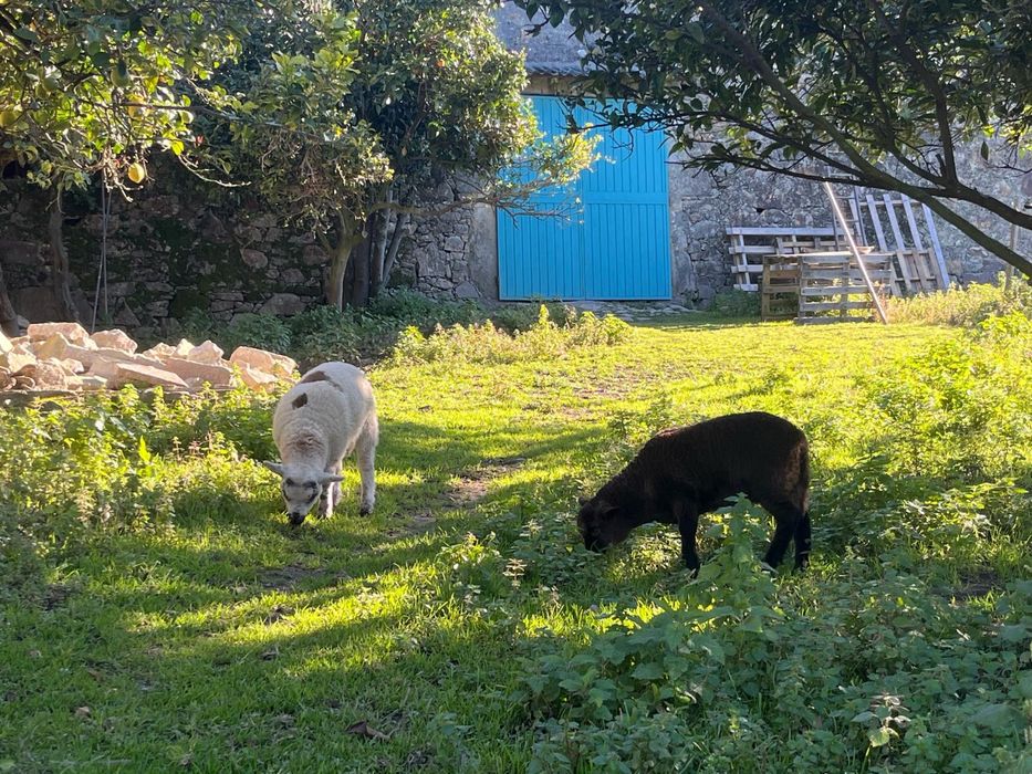 Ovelha- borrego criado em liberdade