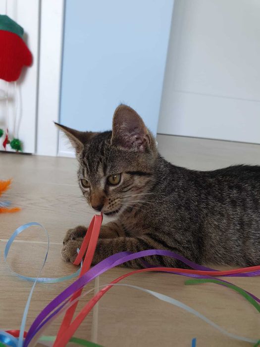 Mojito i Pina Colada - dwa przytulaski na tropie domku