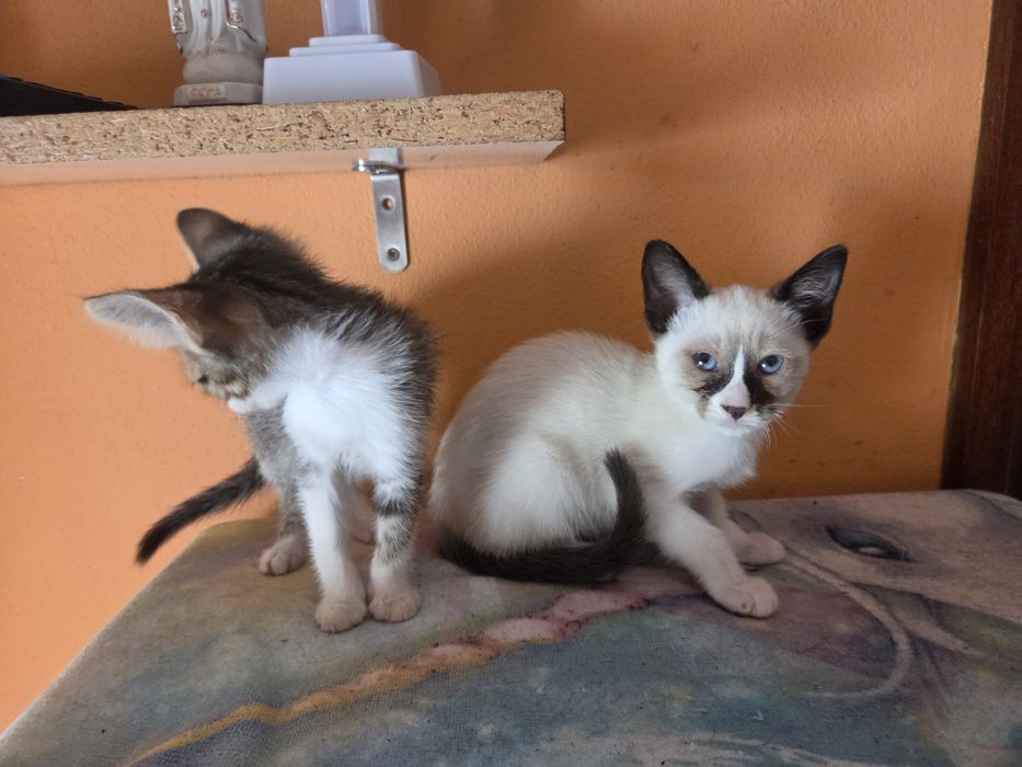 2 gatas para adoção