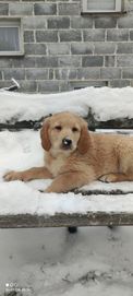 Golden Retriever piesek