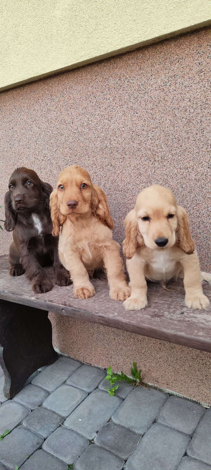 Piesek Cocker spaniel