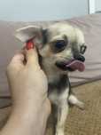 Samiec chihuhua Abel