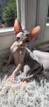WCF DON Sphynx kotek