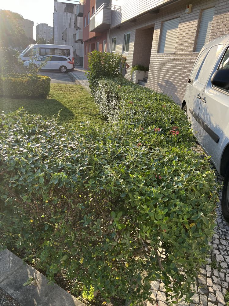 Serviço jardinagem