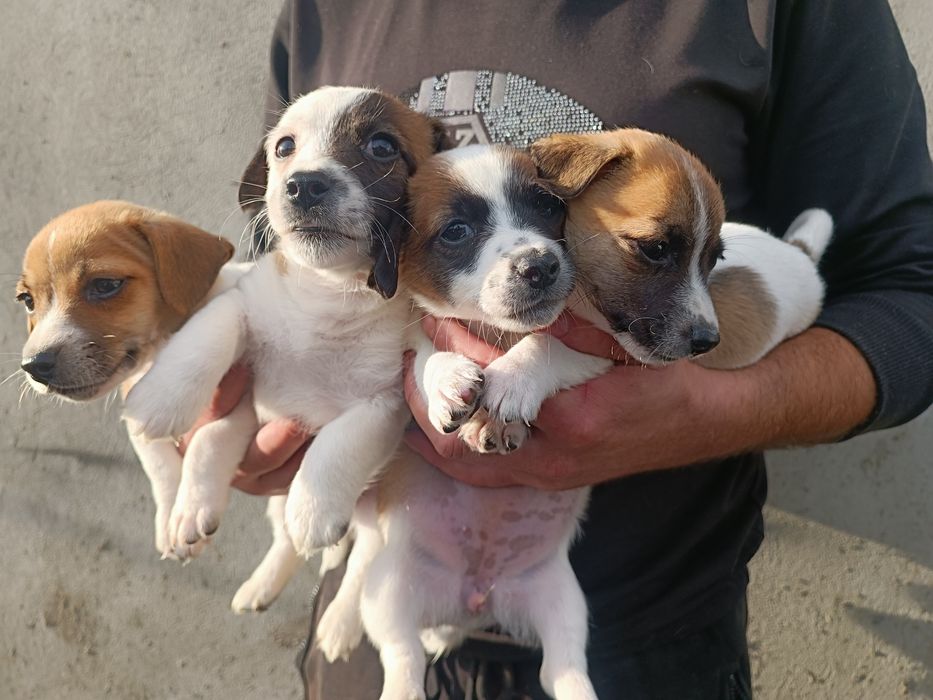 Одесса щенки Джеки