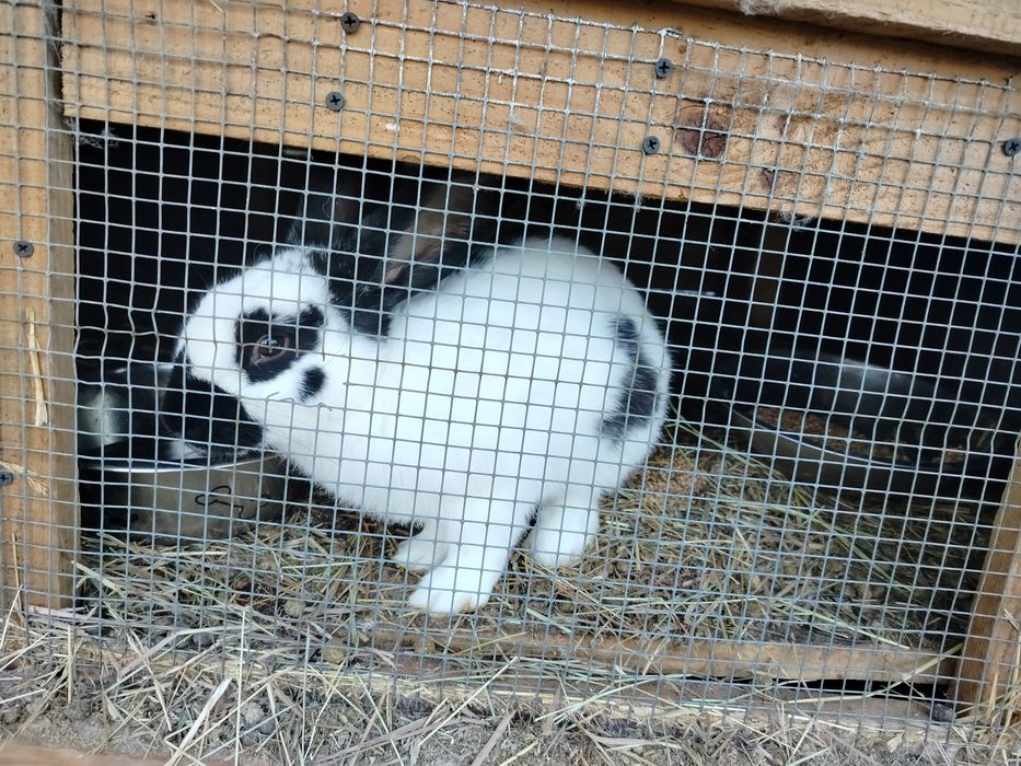 3 samce ok pół roczne