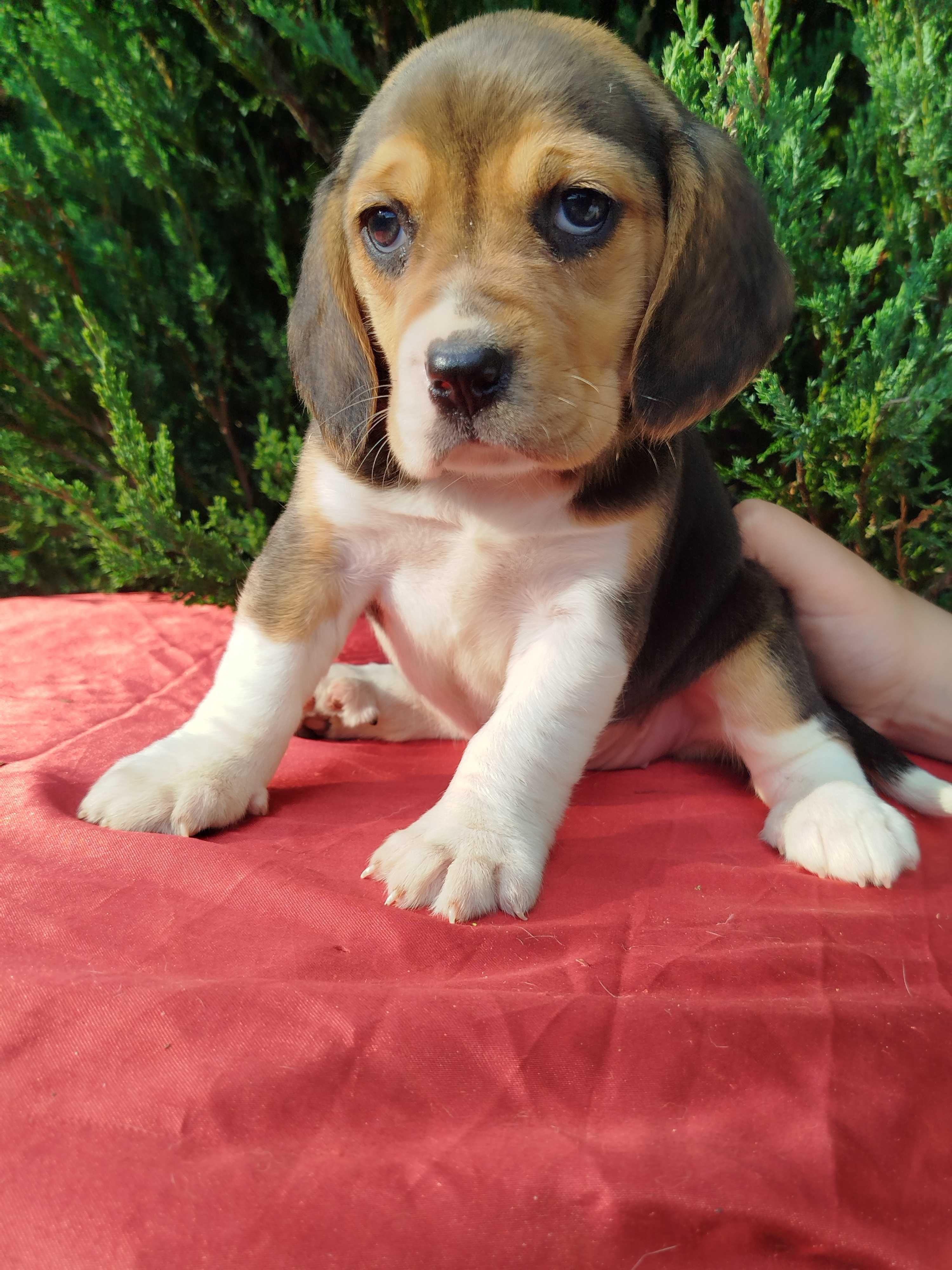 Beagle szczenie tel.-5.7.5.3.0.2.0.3.9.