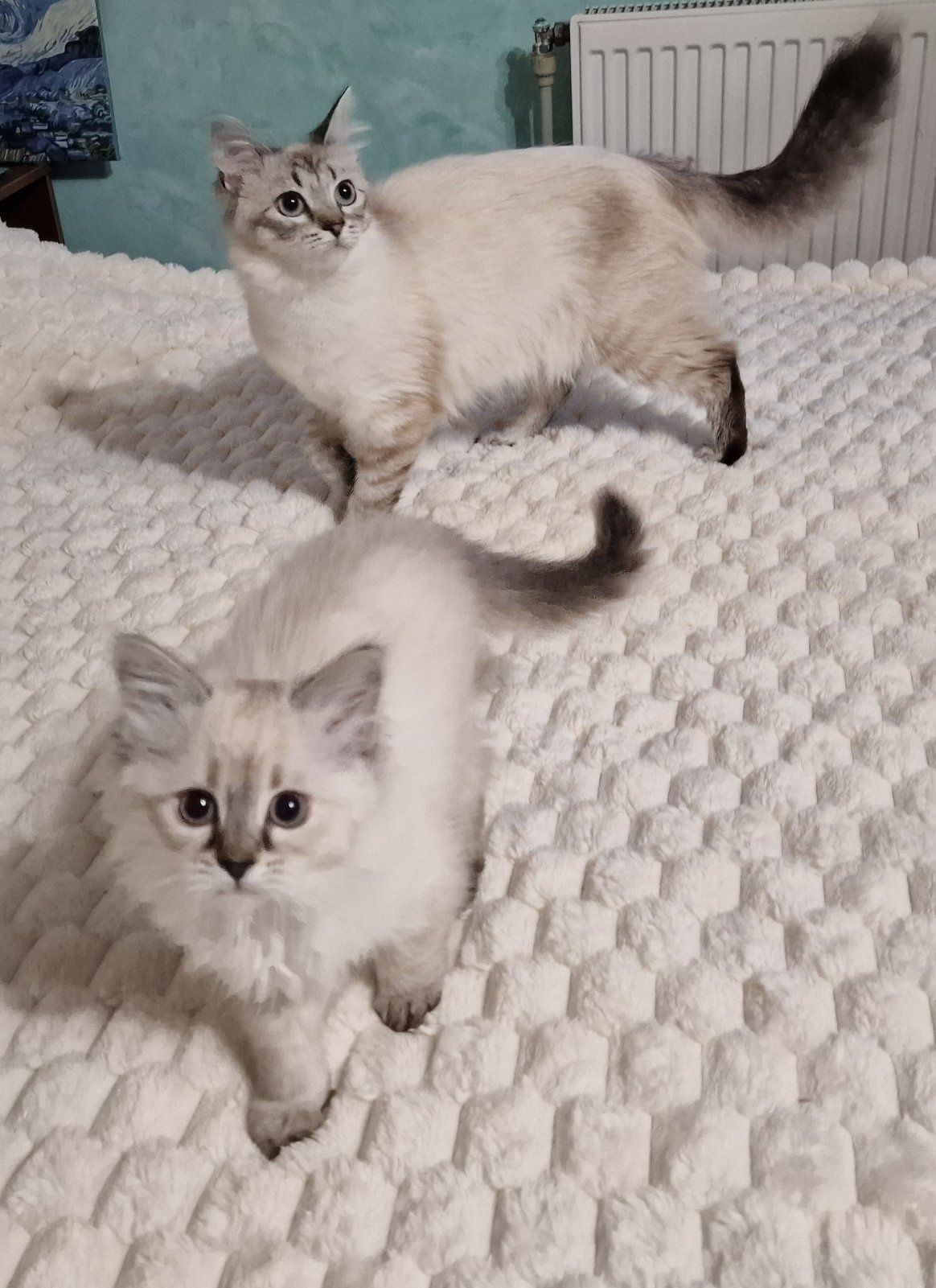 Невські маскарадні котята, кішка