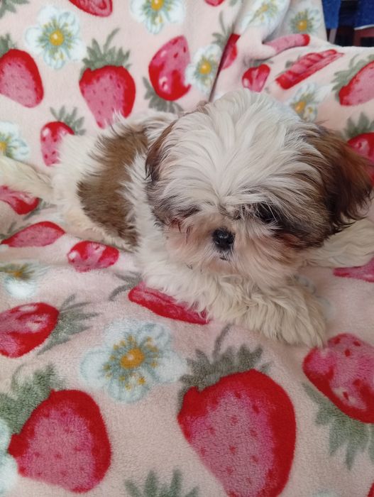 Shih tzu  sunia  śliczna