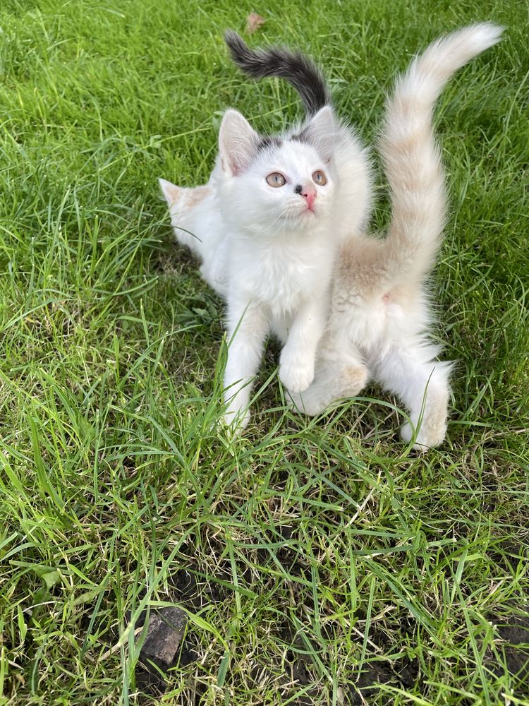 віддам котят у добрі руки